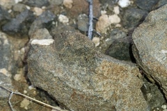 Trachypetrella anderssonii