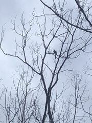 Dendrocitta formosae formosae