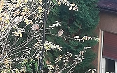 Passer domesticus