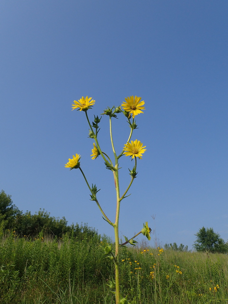 compass plant (Silphium laciniatum)  iNaturalist