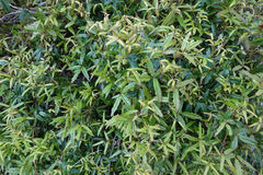 Rubus schmidelioides schmidelioides