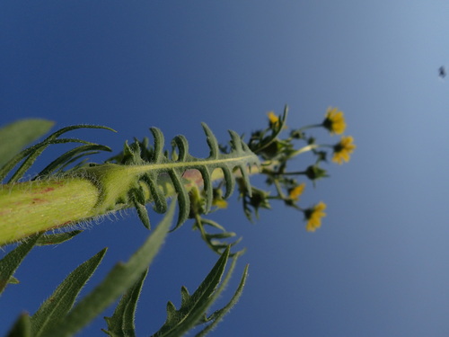 compass plant
