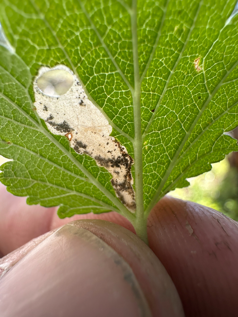 Coptodisca ribesella