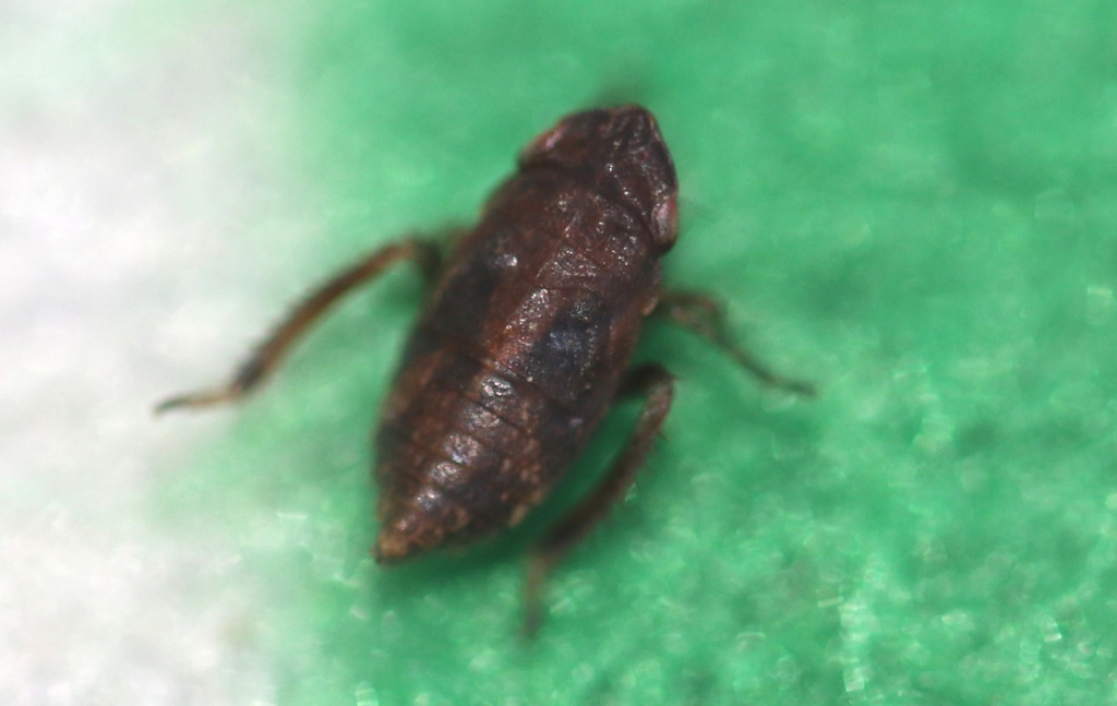 Errhomenus brachypterus