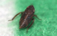 Errhomenus brachypterus