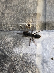 Pseudoneoponera rufipes