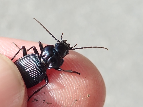 Nebria kratteri