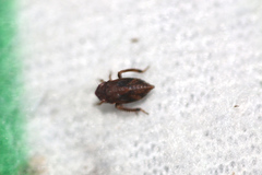 Errhomenus brachypterus