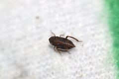 Errhomenus brachypterus