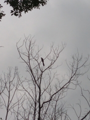 Dendrocitta formosae formosae