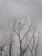 Dendrocitta formosae formosae