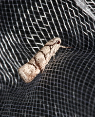 Lichenaula onychodes