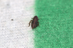 Errhomenus brachypterus
