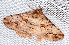 Gastrinodes bitaeniaria