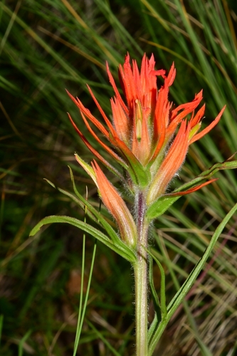 Castilleja wootonii