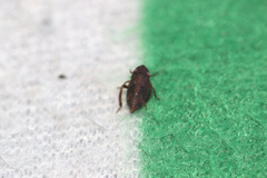 Errhomenus brachypterus