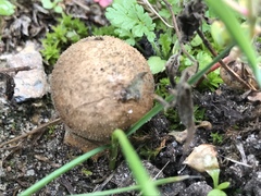 Fungi