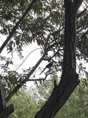 Dendrocitta formosae formosae