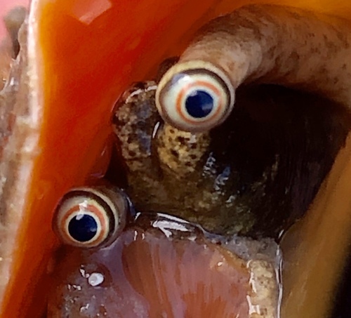 マガキガイの写真