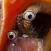 マガキガイ