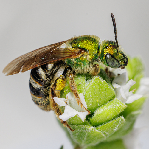 Bicolored Striped Sweat Bee, Spokane Valley, WA 99206, USA, photo 7 of 10