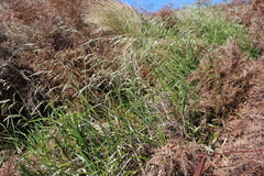 Anthoxanthum redolens