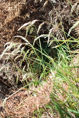 Anthoxanthum redolens