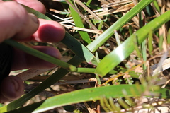 Anthoxanthum redolens