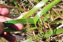 Anthoxanthum redolens