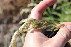 Anthoxanthum redolens