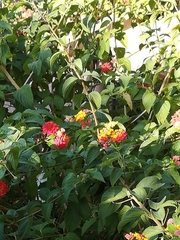 Macroglossum stellatarum