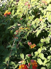 Macroglossum stellatarum