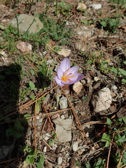 Crocus longiflorus