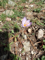 Crocus longiflorus