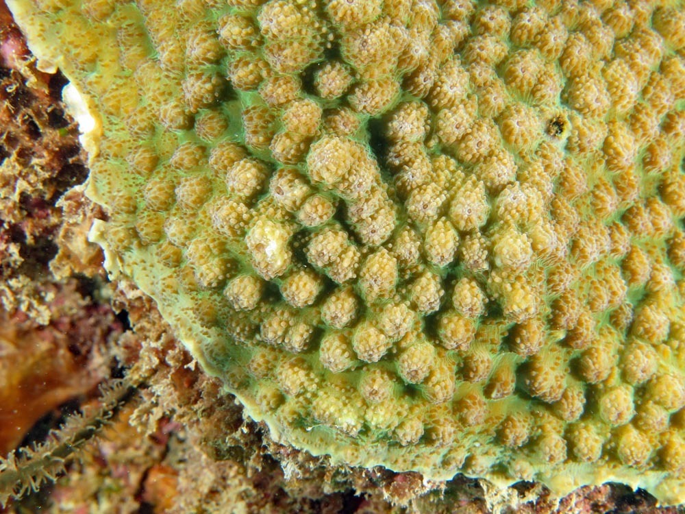 Echinopora gemmacea