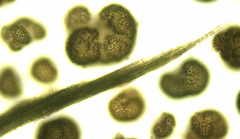 Aphanizomenon flosaquae