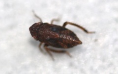 Errhomenus brachypterus