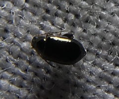 Aphthona