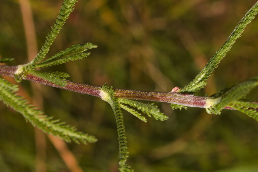 Achillea collina; photograph (c) Bobo-X, some rights reserved (CC BY)