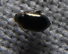 Aphthona