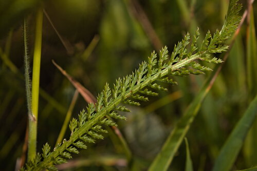 Achillea collina, photograph 4
