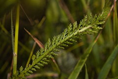 (c) Bobo-X, some rights reserved (CC BY) Achillea collina, photograph (c) Bobo-X, some rights reserved (CC BY)