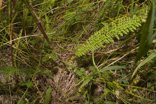 Achillea collina, photograph 5