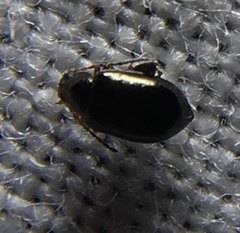 Aphthona