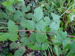 Rubus tuberculatus