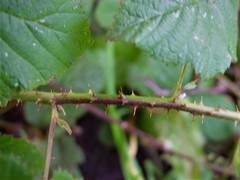 Rubus tuberculatus