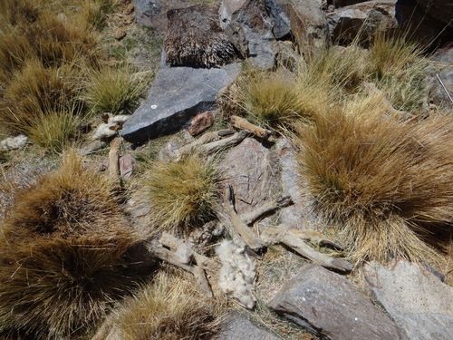 Camelidae