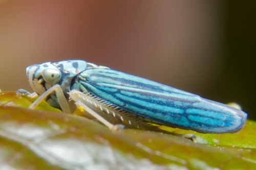 Blue-green Sharpshooter