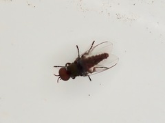 Austrosimulium