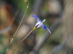 Wahlenbergia stricta stricta